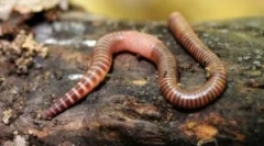 Ratherworm: popis a funkcie